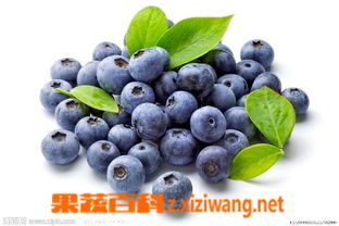 藍(lán)莓酒的功效和作用