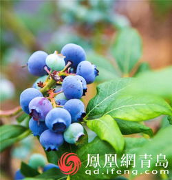 深山塢里新桃源 藍(lán)莓酒香醉青島